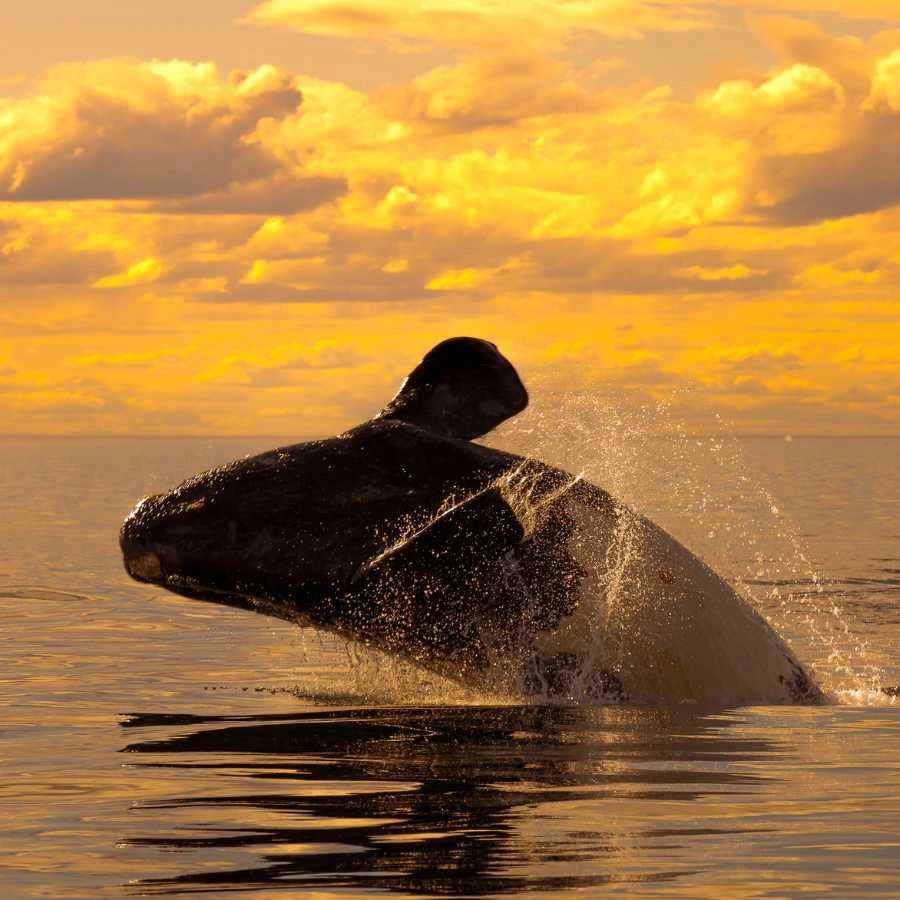 Una balena franca australe salta fuori dall'acqua al tramonto nella Penisola Valdés, in Argentina.